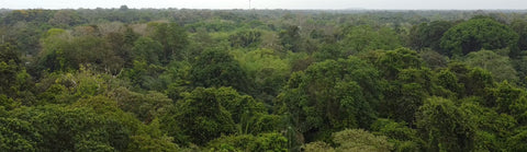 Time efficient method to measure tree heights from ground in dense tropical forests