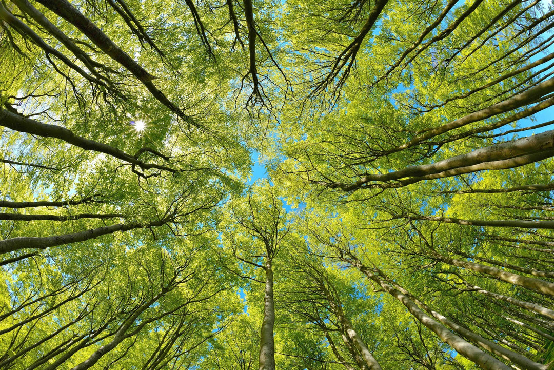 Foster Forestry